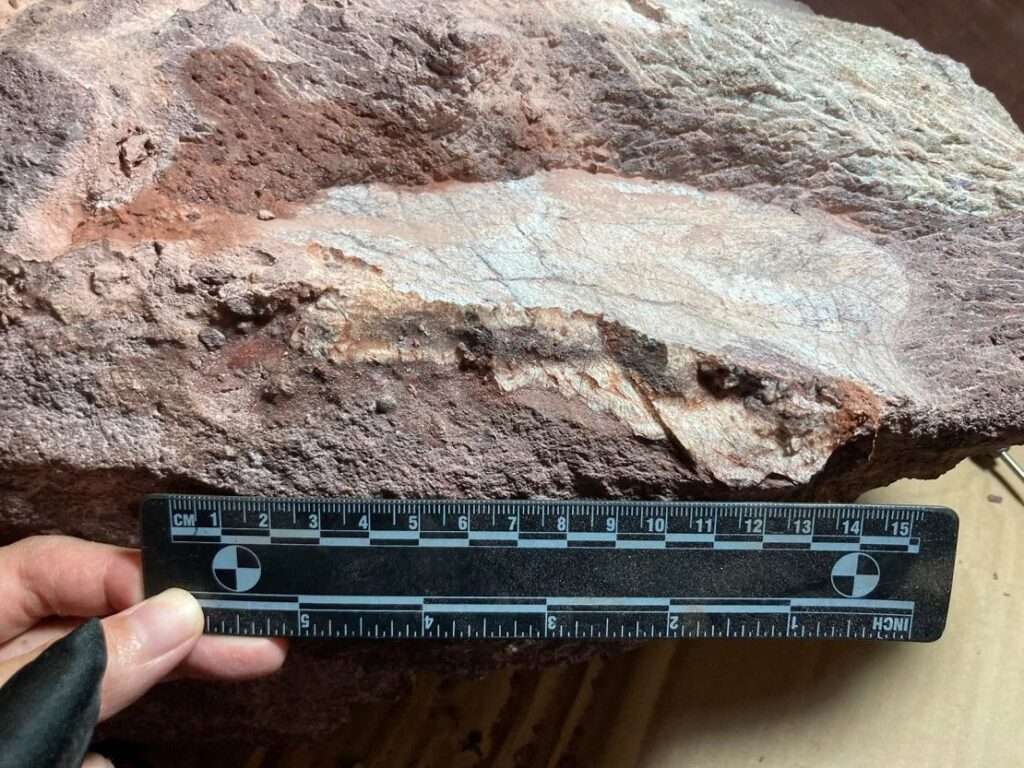 An investigator from the Chinese Academy of Sciences' Institute of Vertebrate Paleontology and Paleoanthropology measures a boulder with dinosaur bone fossils unearthed on Hong Kong's Port Island.